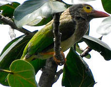 Brown-headed Barbet