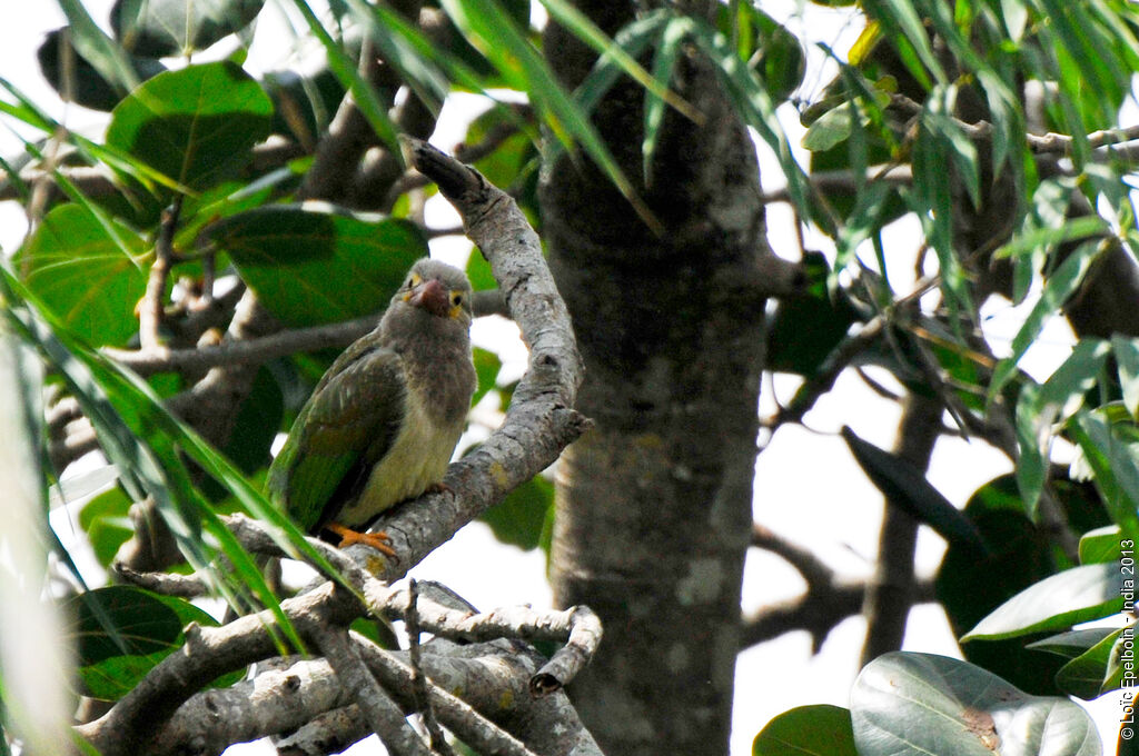 Brown-headed Barbet