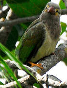 Brown-headed Barbet