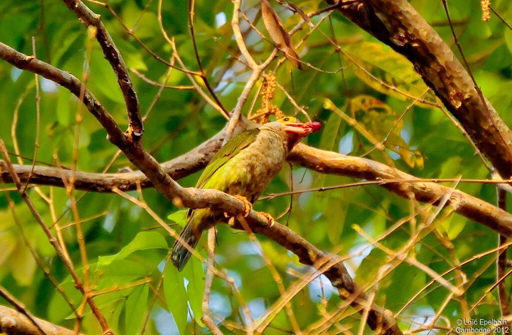 Lineated Barbet