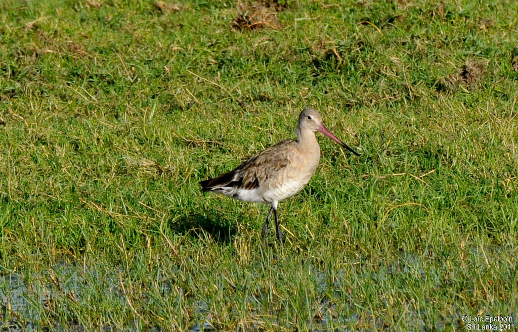 Black-tailed Godwit