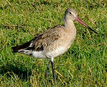 Black-tailed Godwit