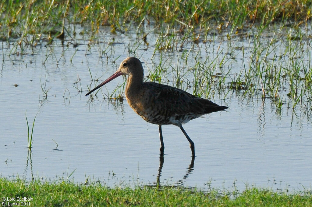 Black-tailed Godwit