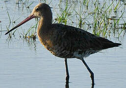 Black-tailed Godwit