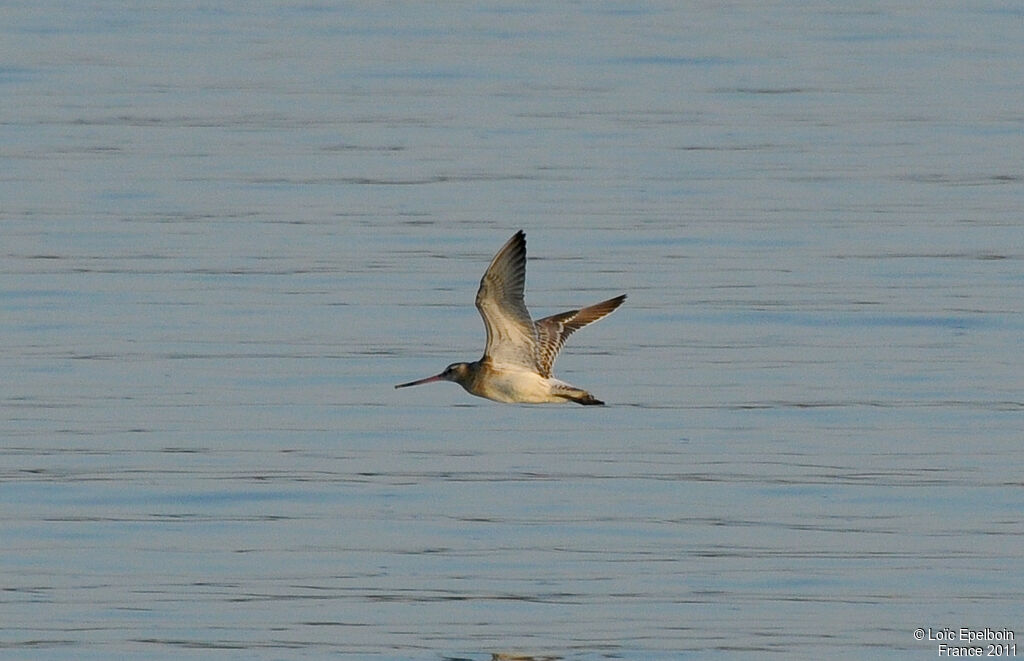 Black-tailed Godwit