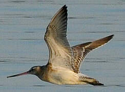 Black-tailed Godwit