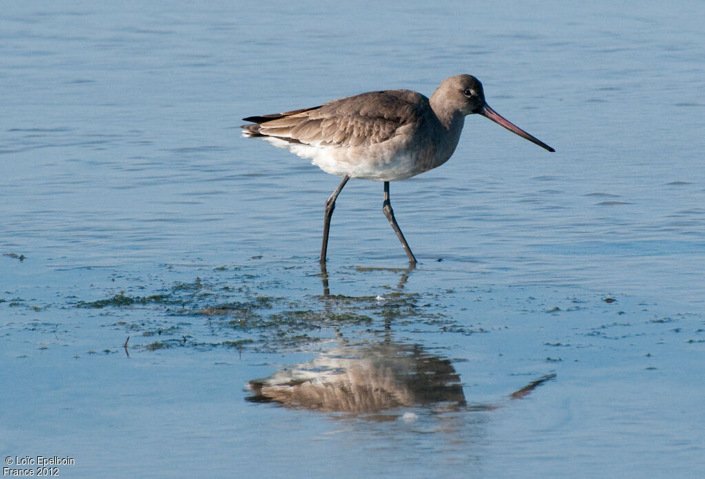 Black-tailed Godwit