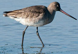 Black-tailed Godwit