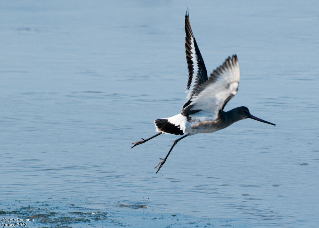 Black-tailed Godwit