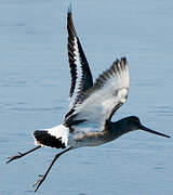 Black-tailed Godwit