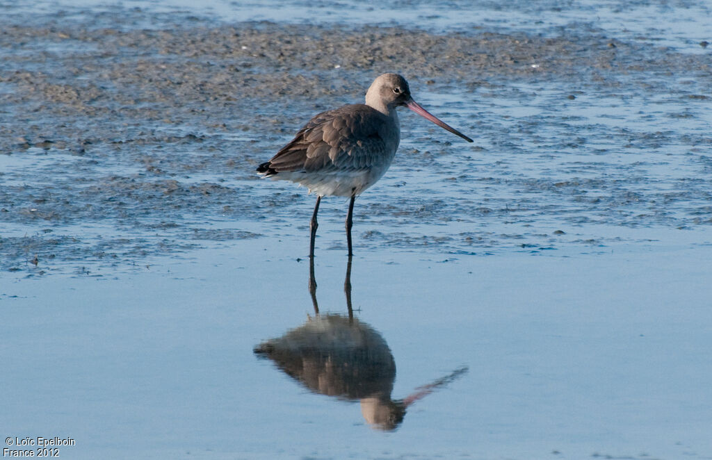 Black-tailed Godwit