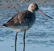 Black-tailed Godwit