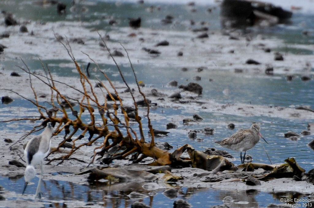 Bar-tailed Godwit