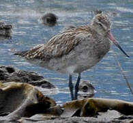 Bar-tailed Godwit