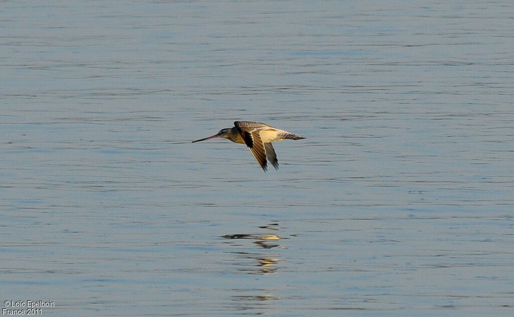 Bar-tailed Godwit