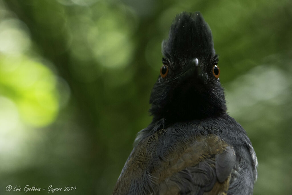 Black-throated Antshrike