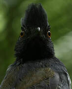 Black-throated Antshrike