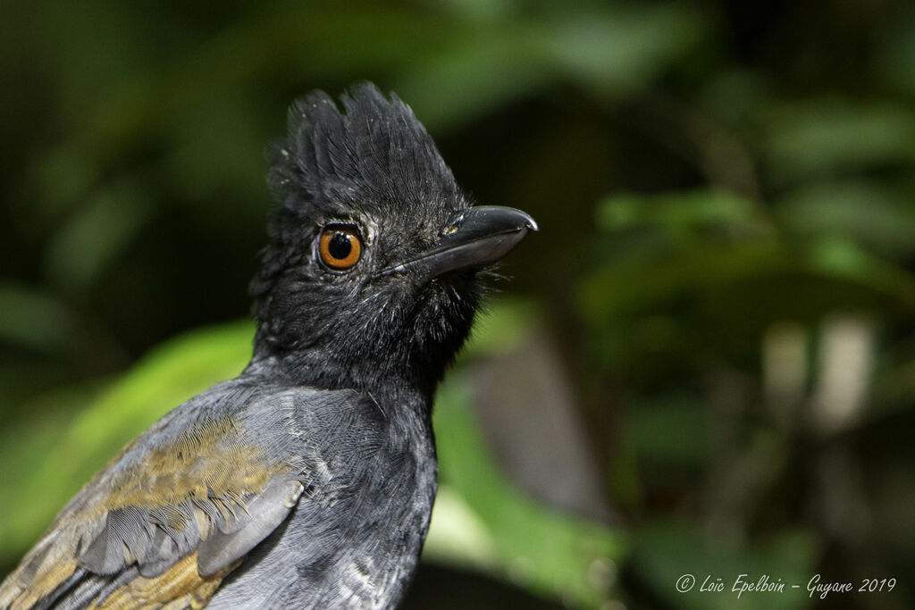 Black-throated Antshrike