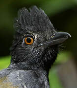 Black-throated Antshrike