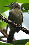 Black-crowned Antshrike