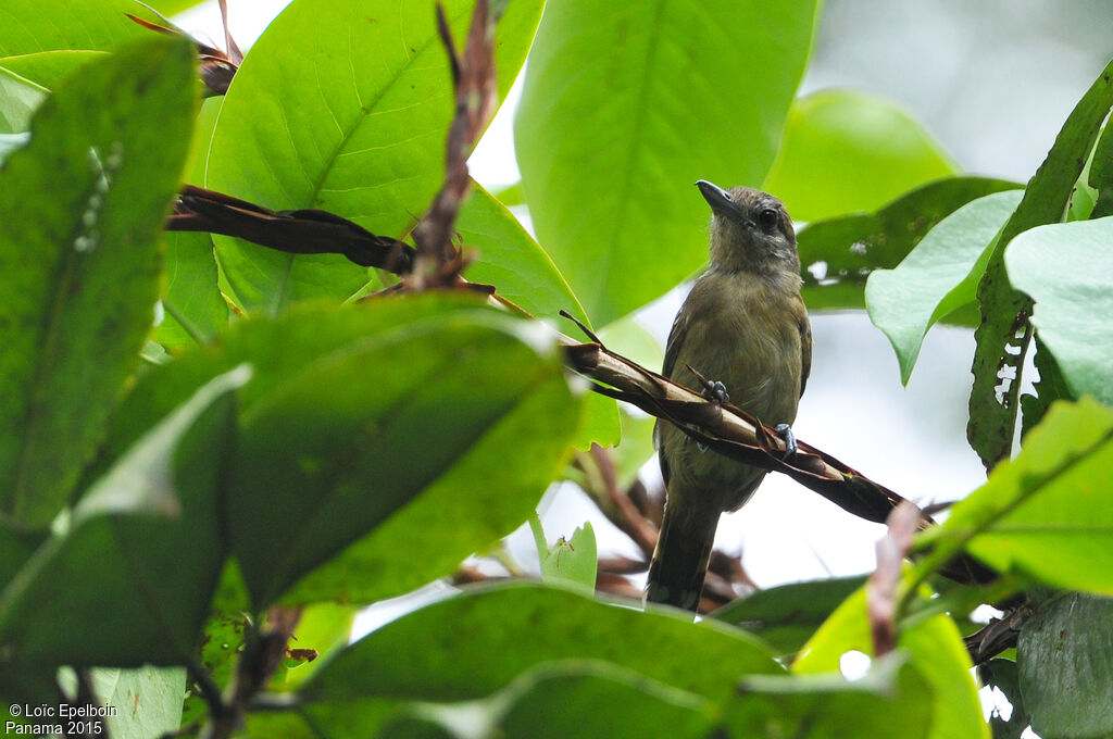 Black-crowned Antshrike