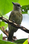 Black-crowned Antshrike