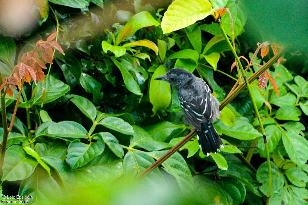 Black-crowned Antshrike