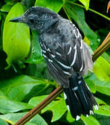 Black-crowned Antshrike