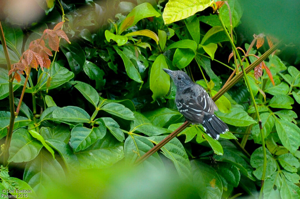 Black-crowned Antshrike