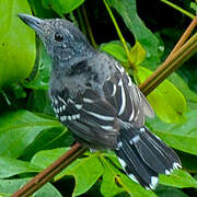 Black-crowned Antshrike