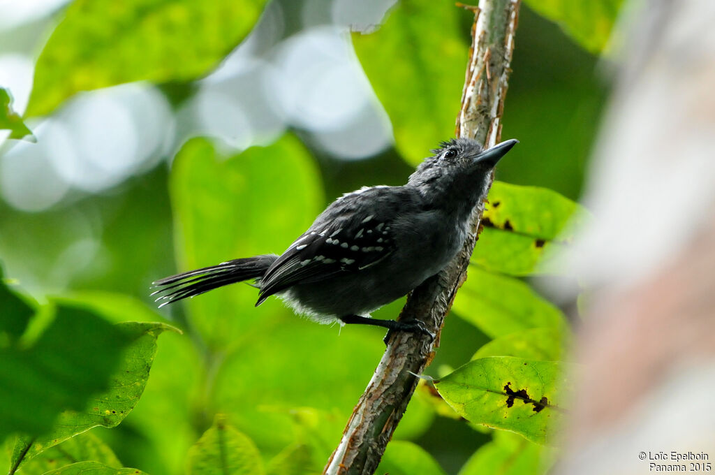 Black-crowned Antshrike