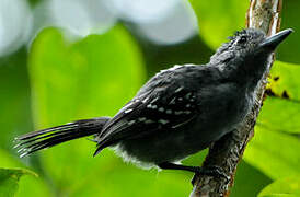 Black-crowned Antshrike