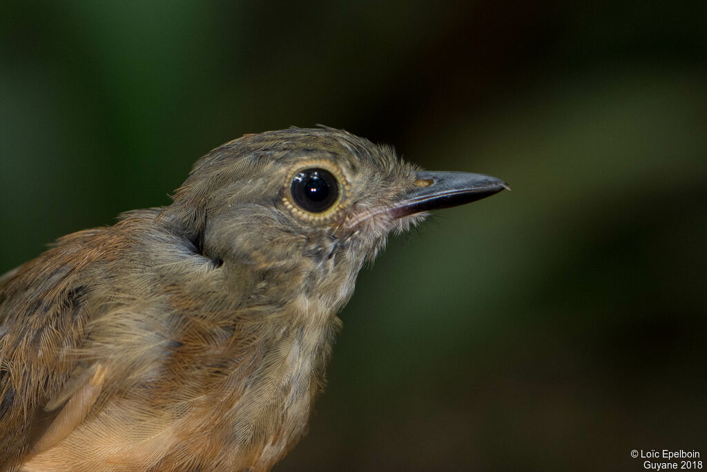 Dusky-throated Antshrike