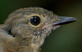 Dusky-throated Antshrike