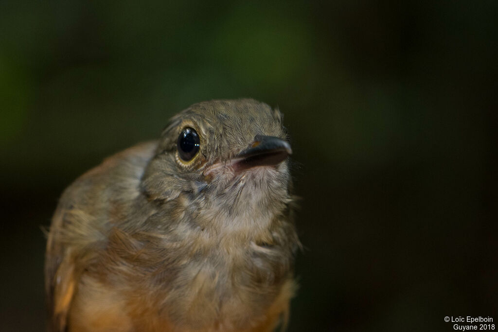 Dusky-throated Antshrike