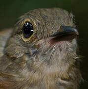 Dusky-throated Antshrike