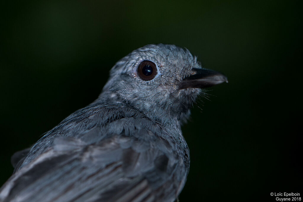 Dusky-throated Antshrike male adult