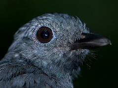 Dusky-throated Antshrike