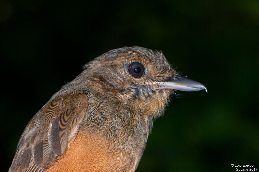 Cinereous Antshrike female adult