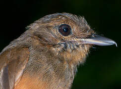 Cinereous Antshrike