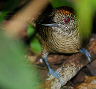 Fasciated Antshrike