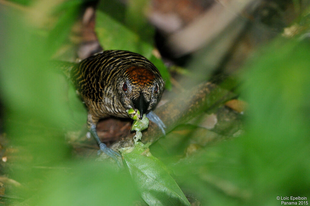 Fasciated Antshrike