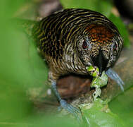 Fasciated Antshrike