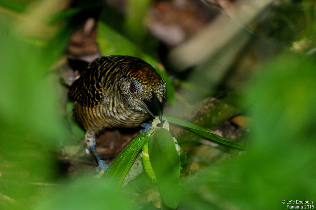 Fasciated Antshrike