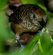 Fasciated Antshrike