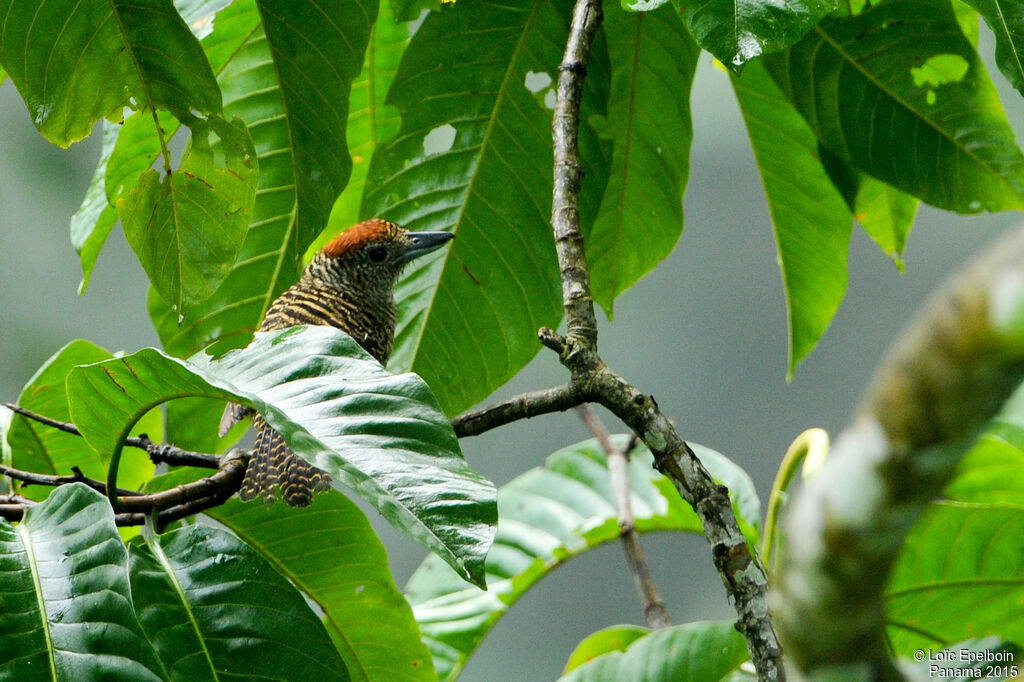 Fasciated Antshrike