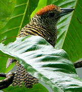 Fasciated Antshrike