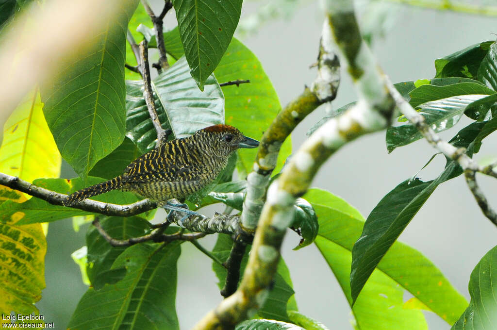 Fasciated Antshrike female adult, identification