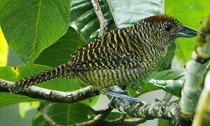 Fasciated Antshrike