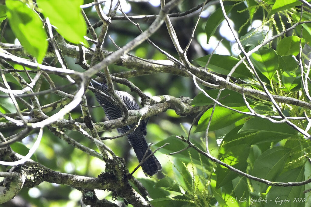 Fasciated Antshrike